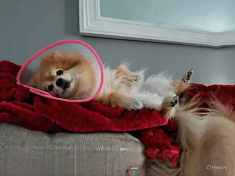 Ảnh GIF một chú chó đang nằm thư giãn trên ghế sofa với chuyển động đầu nhẹ nhàng