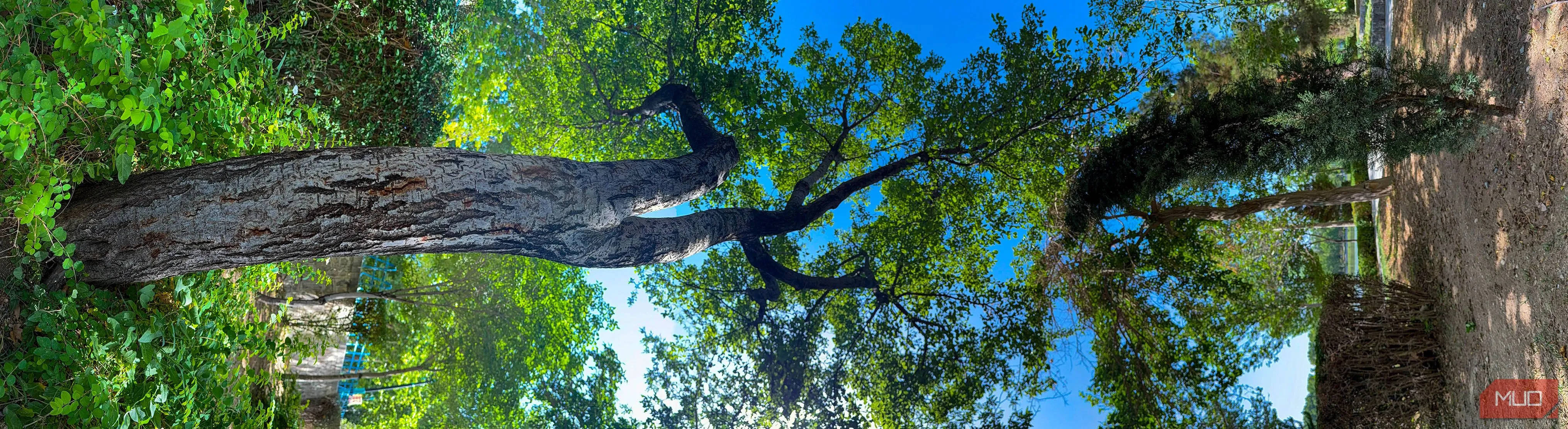 Bức ảnh panorama dọc của cây cối trong công viên được xoay ngang 90 độ, tạo hiệu ứng nghệ thuật độc đáo và bất ngờ.