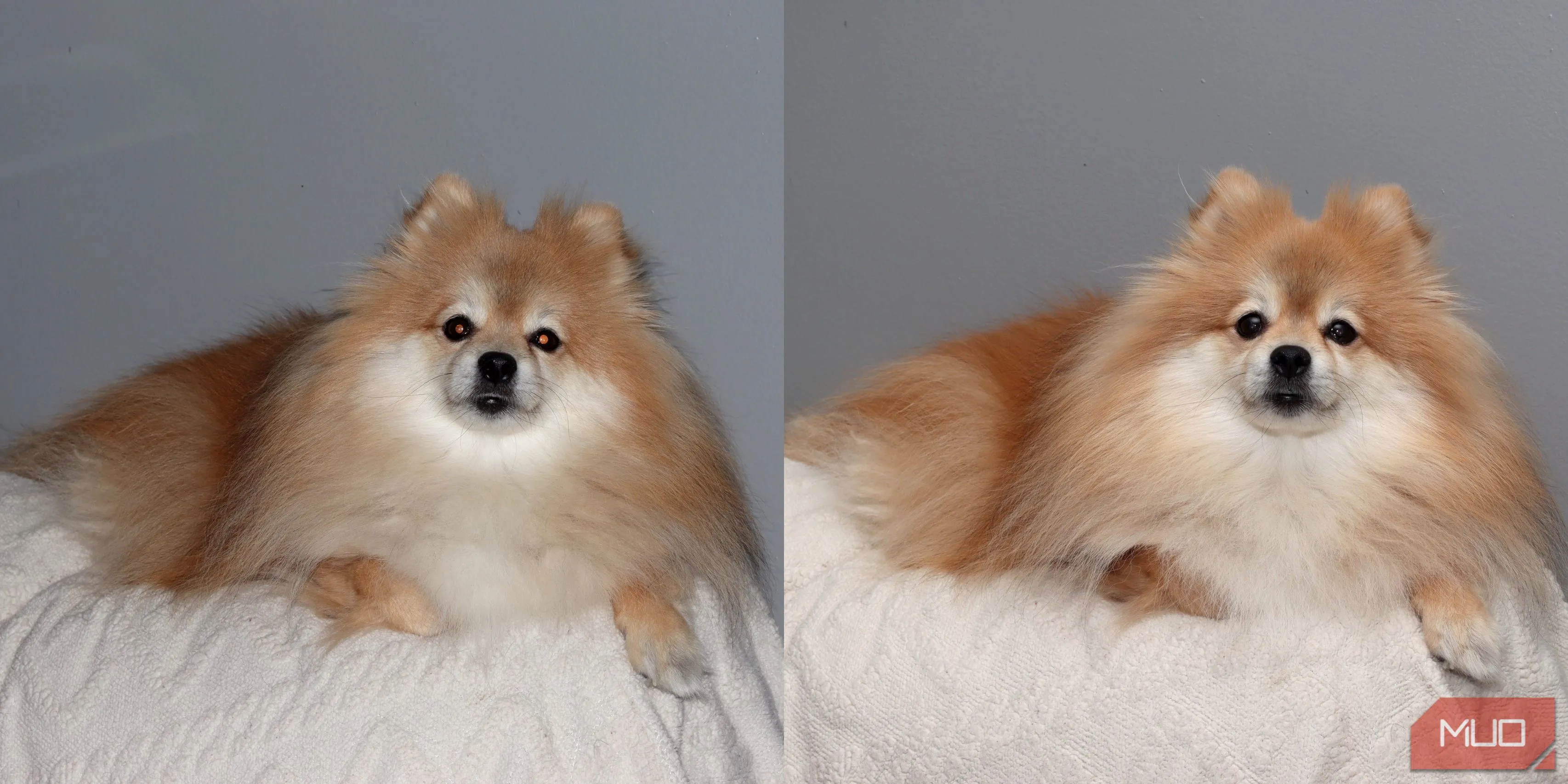 So sánh ảnh chó Pomeranian: bên trái chụp bằng flash tích hợp gây mắt đỏ, bên phải chụp bằng Godox VING với ánh sáng mềm mại và chi tiết hơn.